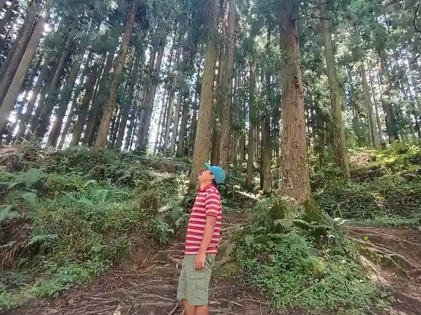 A walker looking up at tall trees on a forest path