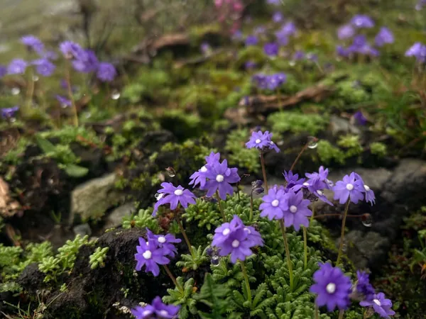 Small purple alpine flowers among moss