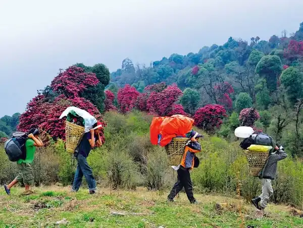 Porters carrying loads past rhododendron trees in bloom