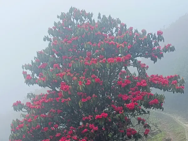 Rhododendron tree in bloom in the misty forest
